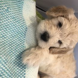 Goldendoodle Puppies from Stone Hearth Doodles