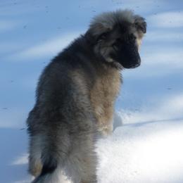 Shiloh Shepherd Puppies from Solace Shilohs