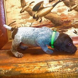 Girl 2 - Liver roan German Shorthaired Pointer puppy in Henderson, Texas from C4 Gun Dogs