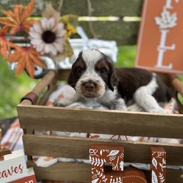Waylon - Liver white and tan English Springer Spaniel puppy in Williston, Florida from Bizzy Farms English Springer Spaniels
