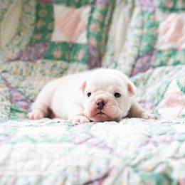 Bulldog Puppies from Brandywine Bulldogs