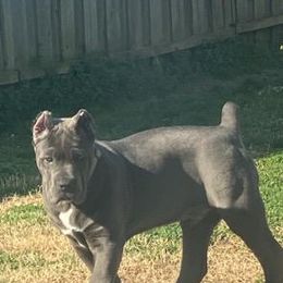 Cane Corso Puppies from Forza Cane Corso