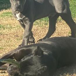 Cane Corso Puppies from Forza Cane Corso