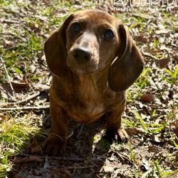 Nicole - Brindle female Dachshund puppy in Royse City, Texas from Truehearted Miniature Dachshunds
