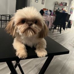 Teddy - Shih Tzu