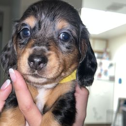 Girl 4 - Dapple Dachshund puppy in Lubbock, Texas from ANQ Dachshunds