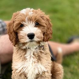 Australian Labradoodle Puppies from High Desert Labradoodles
