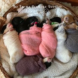 Goldendoodle and Sheepadoodle Puppies from The Farms Precious Doodles