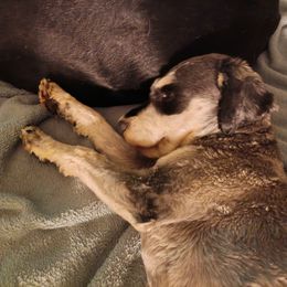 Stewart - Miniature Schnauzer