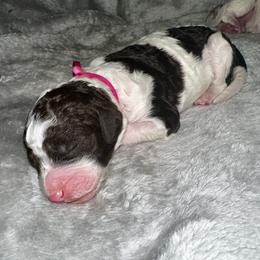 Bright pink collar - Parti female Goldendoodle puppy in Sanderson, Florida from Serenity Goldendoodles