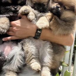 Pomeranian Puppies from Kaleys Poms