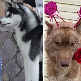 Siberian Husky puppies from Bleu Skies Siberian Huskies