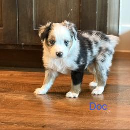 Doc - Blue merle male Miniature Australian Shepherd puppy in Austin, Texas from Dripping Springs Mini Aussies
