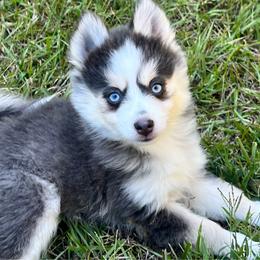 Hera Girl 1 - Blue female Pomsky puppy in Monroe, Georgia from Beastly Beauties Huskies & Pomskies