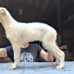 Kahn - Cream male Borzoi puppy in Sherwood, Oregon from Arcaniss Borzoi