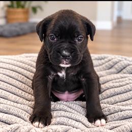 Jackpot - Brindle female Boxer puppy in Murrieta, California from Boxerpupziesrock