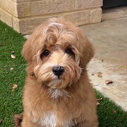Delta - Red female Australian Labradoodle puppy in Denton, Texas from Dignity Labradoodles