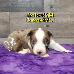 Preston - Blue merle male Miniature American Shepherd puppy in Elgin, Oregon from Cross L Miniature American Shepherds