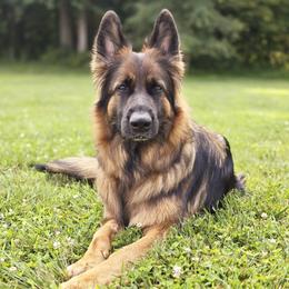 German Shepherd puppies from Mächtiger Barkerheim