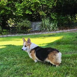 Faith - Pembroke Welsh Corgi