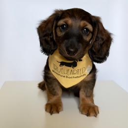 Polly - Red female Dachshund puppy in Royse City, Texas from Truehearted Miniature Dachshunds