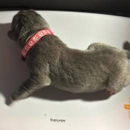 Miracle City Pink - Gray female Cane Corso puppy in Conroe, Texas from Miracle City