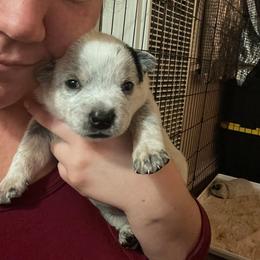 Australian Cattle Dog Puppies from DoReMi ACDs