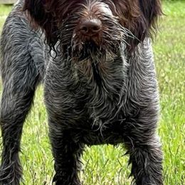 Wirehaired Pointing Griffons from Longleaf Griffons