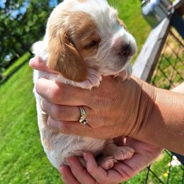 Biscuit - Red and white female Basset Hound puppy in Mack's Creek, Missouri from Mack's Creek Basset Hounds