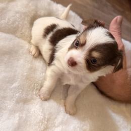 Bourbon - Chocolate and white male Chihuahua puppy in Drumright, Oklahoma from Fancy Pants Chihuahua’s