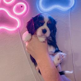 Cavalier King Charles Spaniel puppies from Kingston’s Cavaliers
