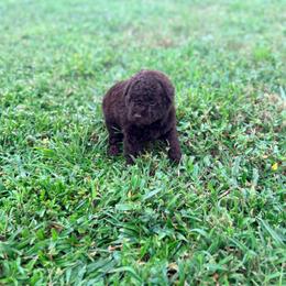 Cosmo - Brown male Poodle puppy in Kissimmee, Florida from Poodles Are Mixy