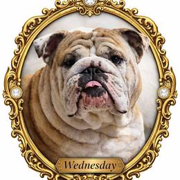 Wednesday - Bulldog