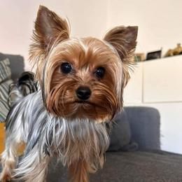 Julia - Yorkshire Terrier