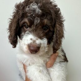 Mae - Tri-color female Bernedoodle puppy in Greeneville, Tennessee from My Two Doodles