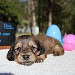 Benji (Green collar) - Cream male Dachshund puppy in Prospect, Oregon from Spunky Sausage Pups