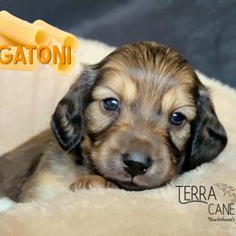 Rigatoni - Cream male Dachshund puppy in Parma, Idaho from Terracane Dachshunds & Sunwell Golden Retrievers
