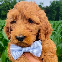 Goldendoodles from The Farmers Doodle