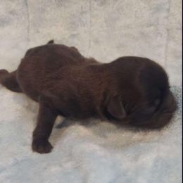 Shih Tzu Puppies from N.F.S.T Imperial ShihTzu Puppies.