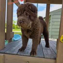 Clover - Chocolate dilute female Chinese Shar-Pei puppy in Salem, Ohio from WrinkleMonsters