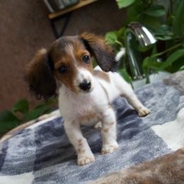 Crash ( ready to go ) - Sable male Dachshund puppy in Midland, Texas from The Barefield Doxies