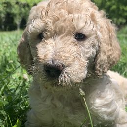 Belmont - Apricot Poodle puppy in Redding, California from Canyon Creek Kennels