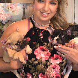 French Bulldog Puppies from Bouledogue Royal