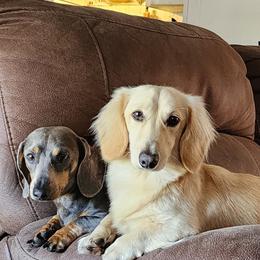 Dachshund All Grown Up from Southern Class with Sass Doxies