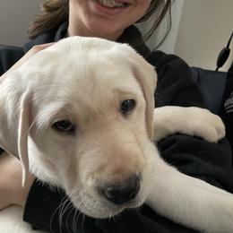 Jack Russell Terrier and Labrador Retriever Puppies from Canine Assist