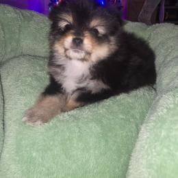 Hazelnut - Black and tan male Pomeranian puppy in Buckeye, Arizona from BL Poms Heaven