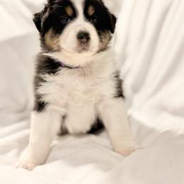 Australian Shepherd Puppies from Crab Point Australian Shepherds