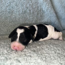 Aussiedoodles from CA Mini Doods
