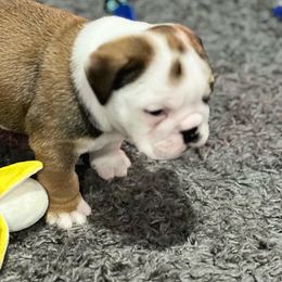 Bulldog Puppies from Average Jo’s  Bulldogs