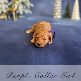 Purple Collar Girl - Red  female Poodle puppy in Charlotte, North Carolina from Bruno & Co. Puppies